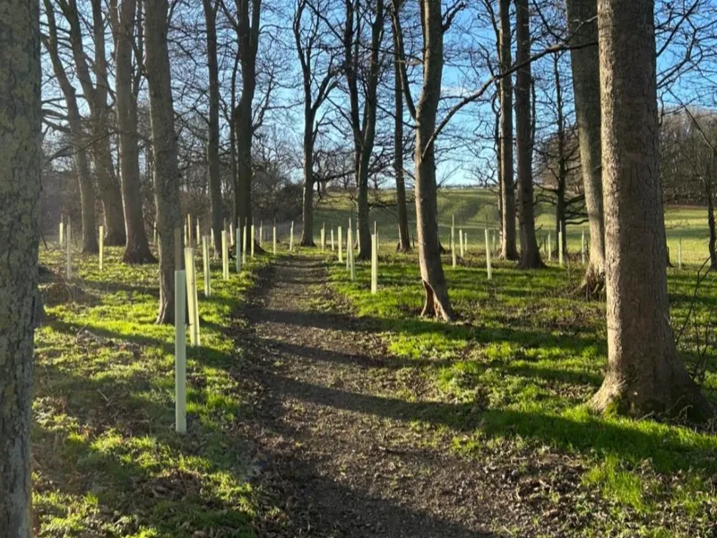 Tree Planting
